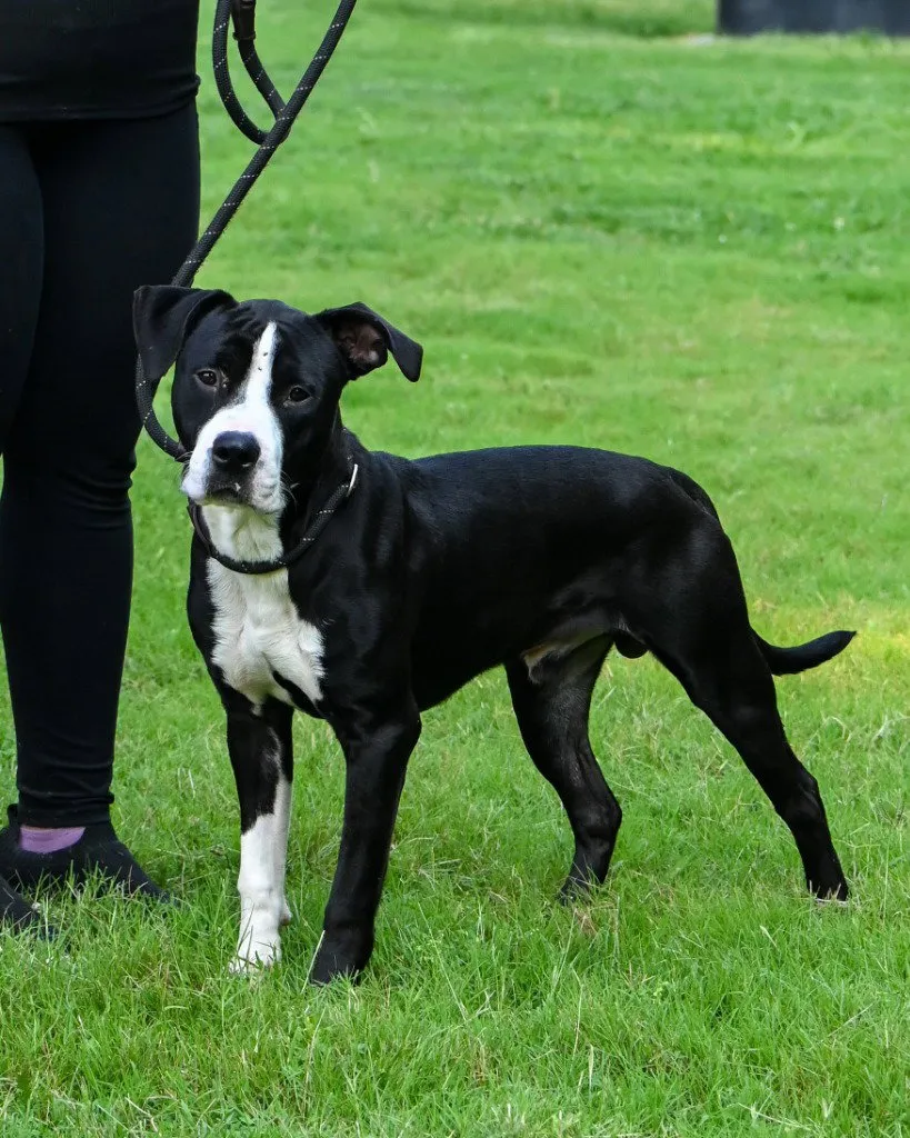 Ziggy - Photo 1