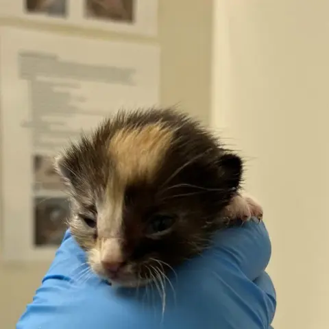 Kitty