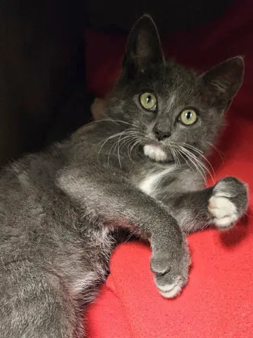 Kitty Tat