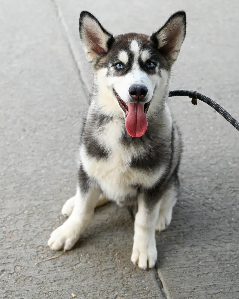 Toby - Photo 1