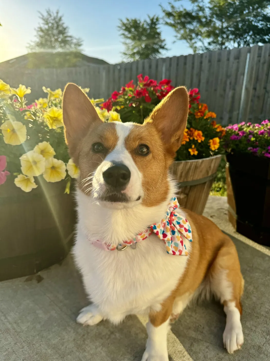 Pickles - Photo 1