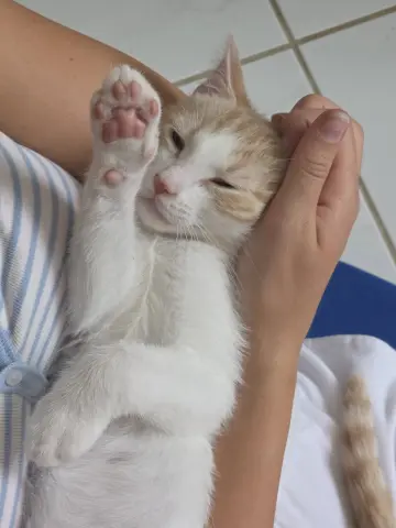 Fernando