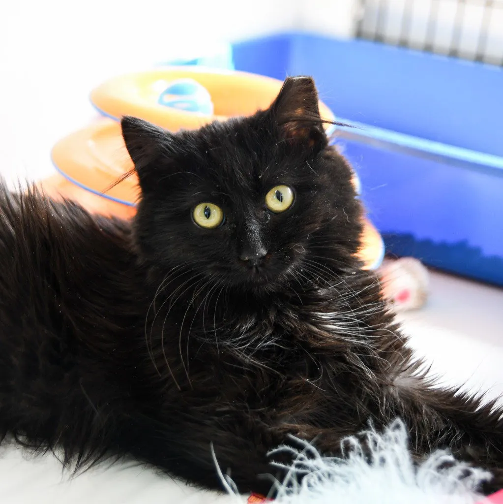 Beatrix - Photo 1