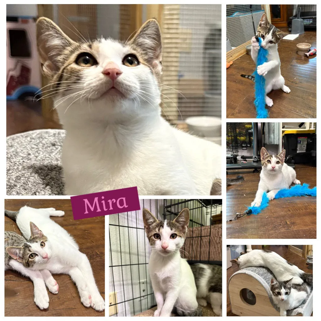 Mira - Photo 1