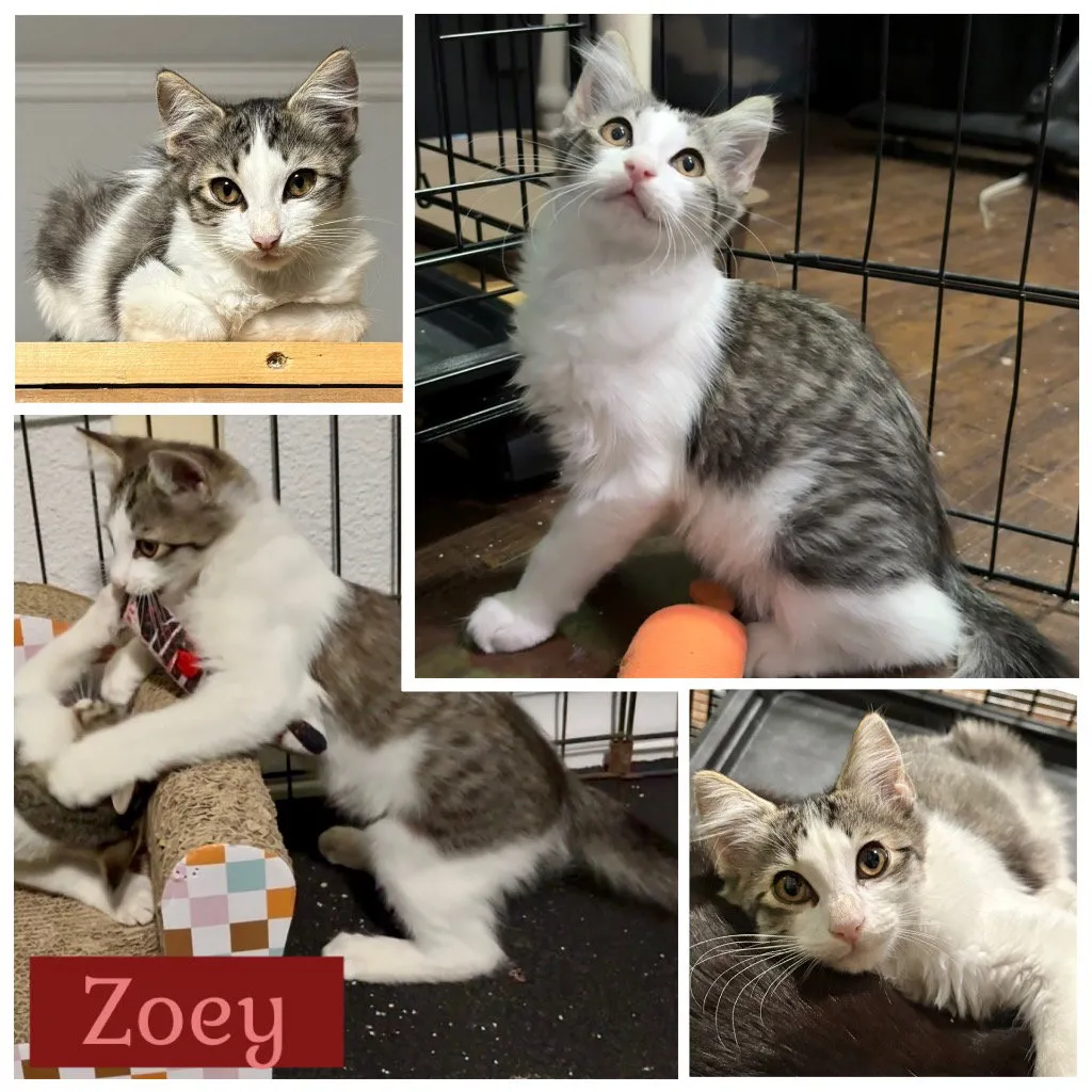 Zoey - Photo 1