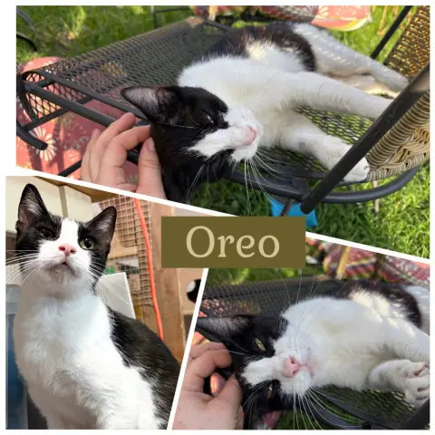 Oreo