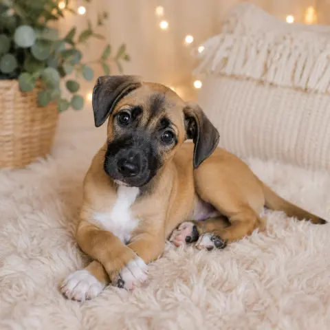 Perdita