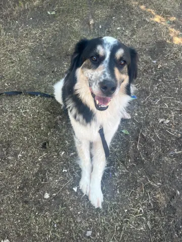 Eli