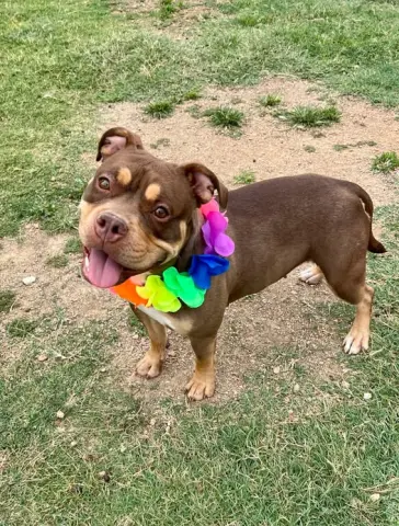 Penny