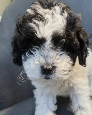 Linus