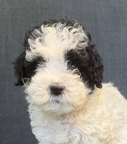 Snoopy