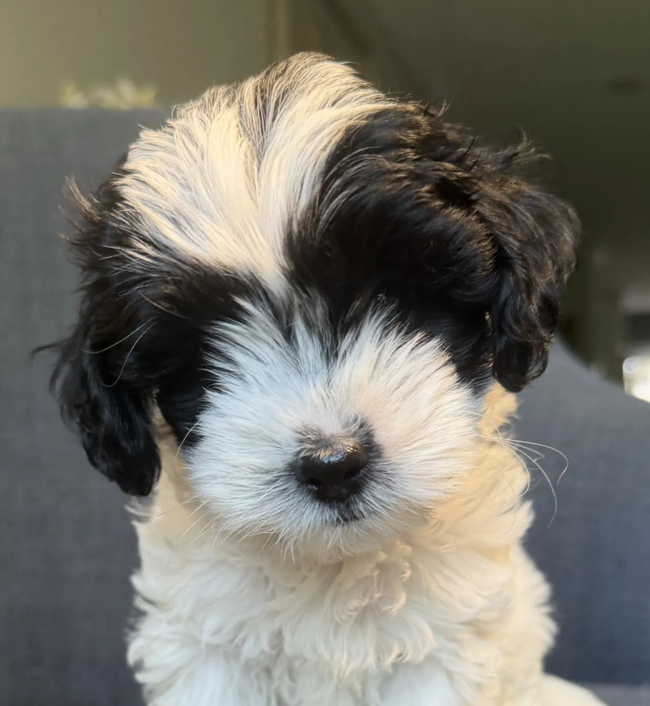 Charlie Brown - Photo 1