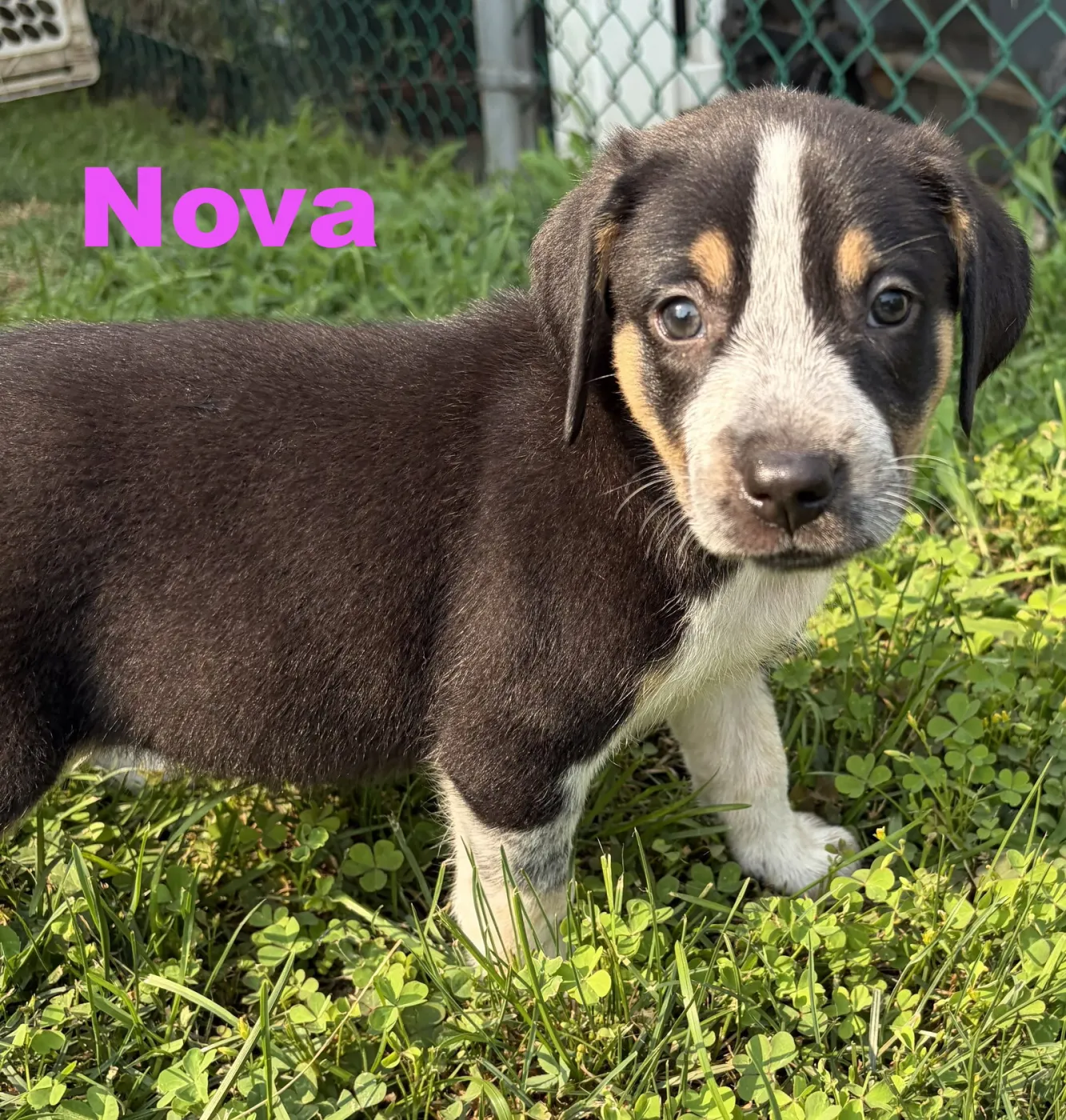 Nova - Photo 1