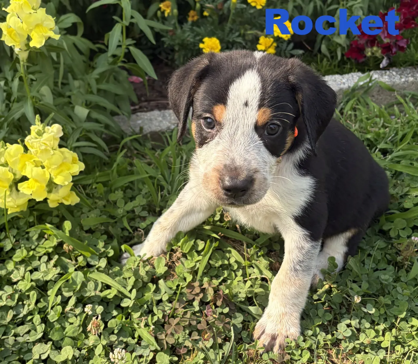 Rocket - Photo 1