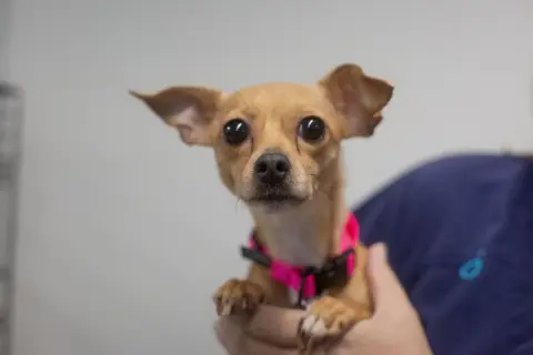 Juliet