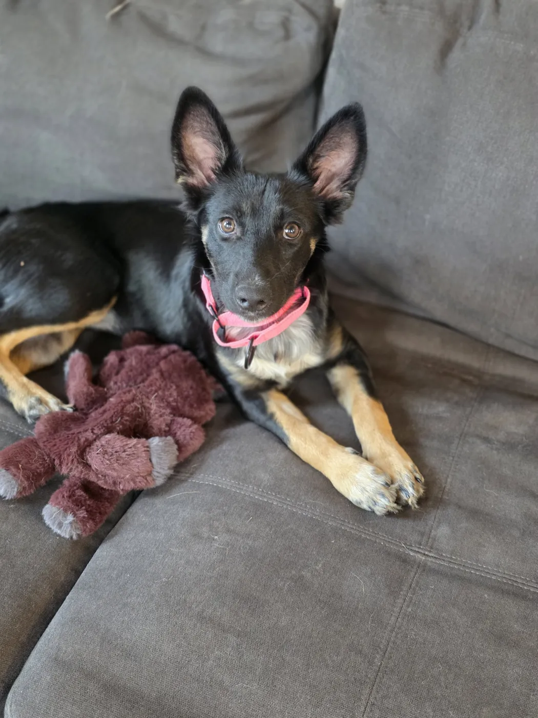 Izzy - Photo 1