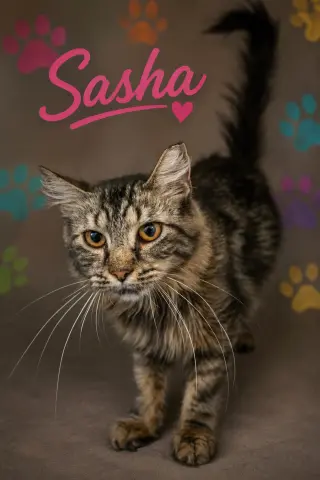 Sasha