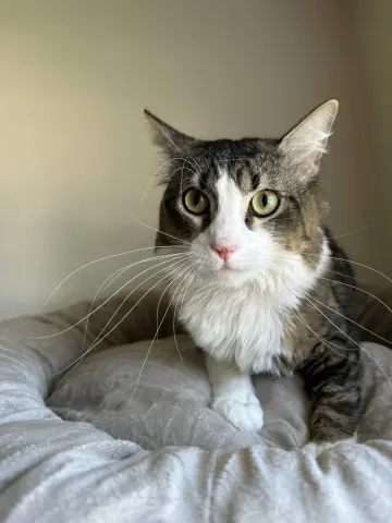 Oliver