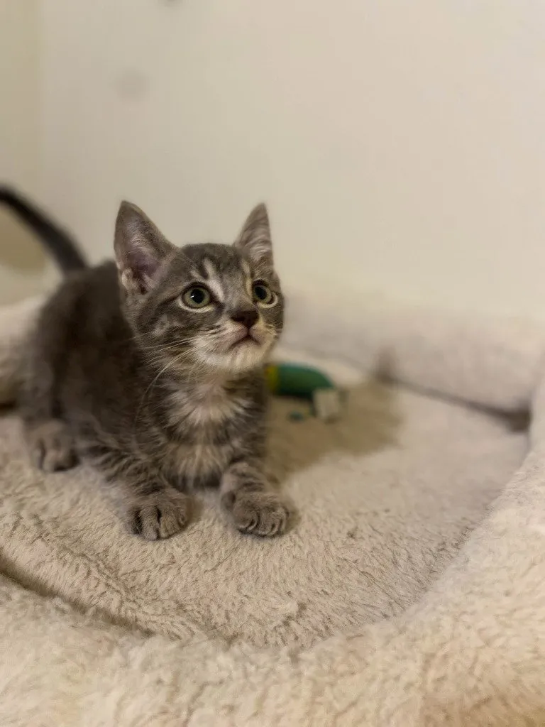 Micah - Photo 1