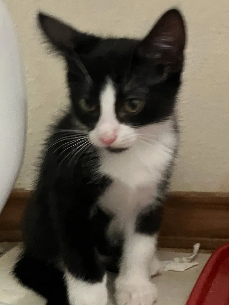 Mister Pete - Photo 1