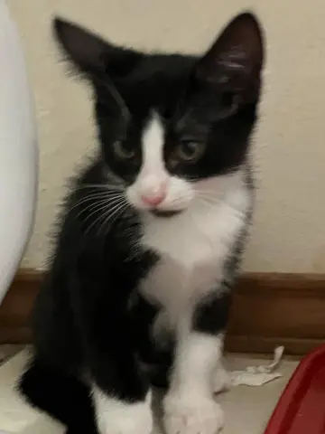 Mister Pete