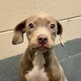 Gracie