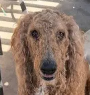 Hazel