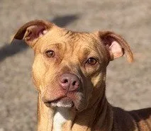 Nellie - Photo 1