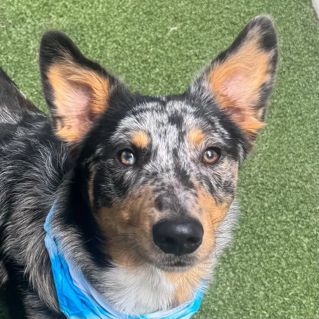 Ruger - Photo 1