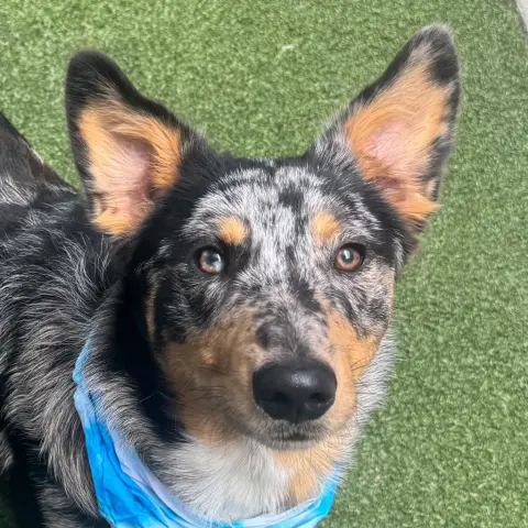 Ruger