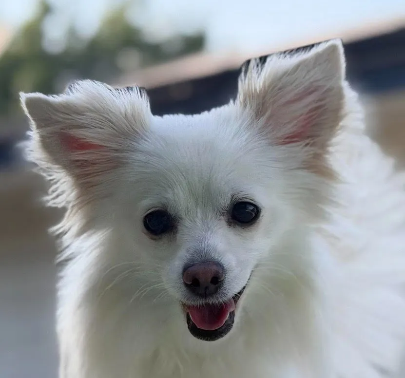 Tink - Photo 1