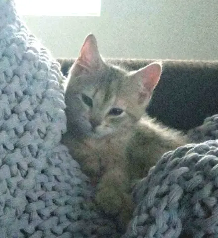 Pua