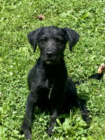 Millie Ann