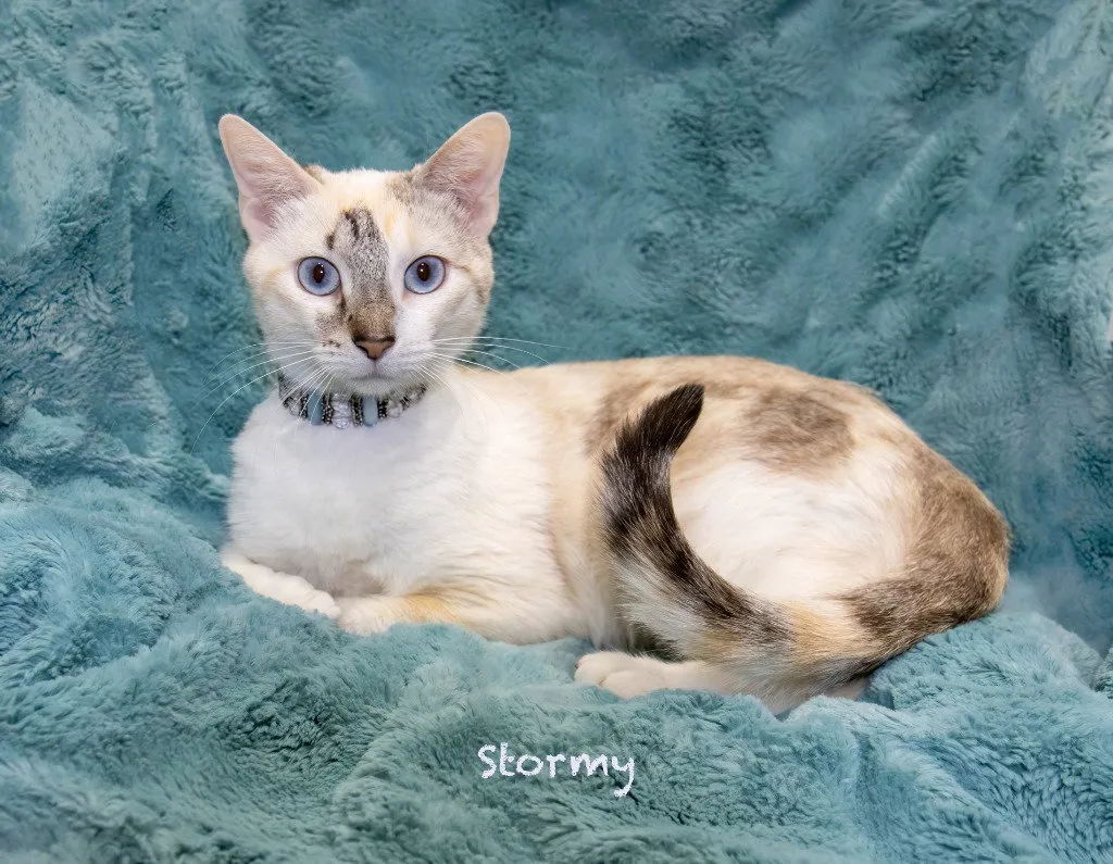 Stormy - Photo 1