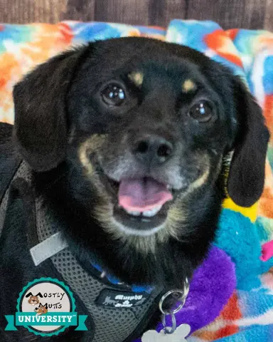 Harlan