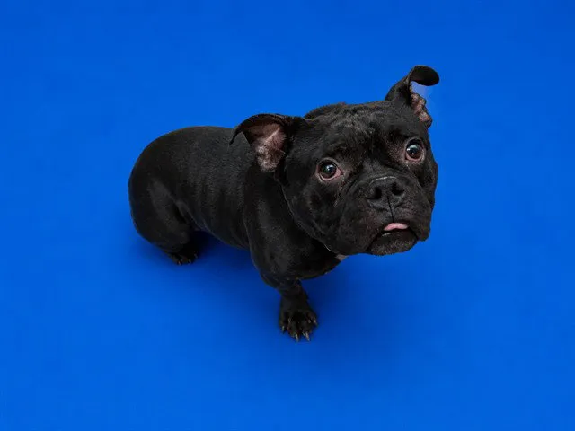 Kingsley - Photo 1