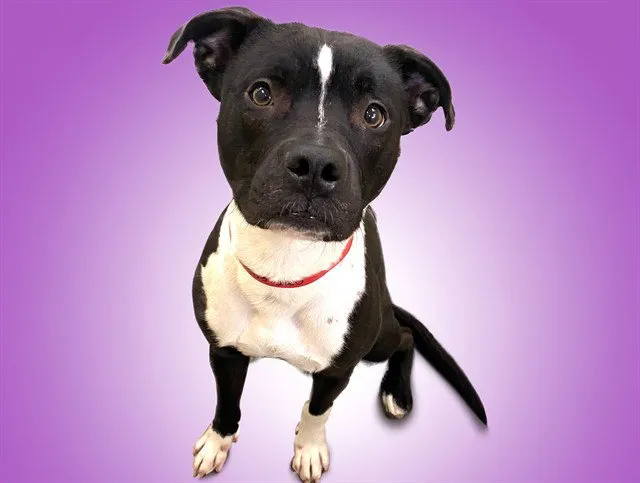 Oreo - Photo 1
