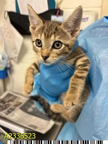 Skitty