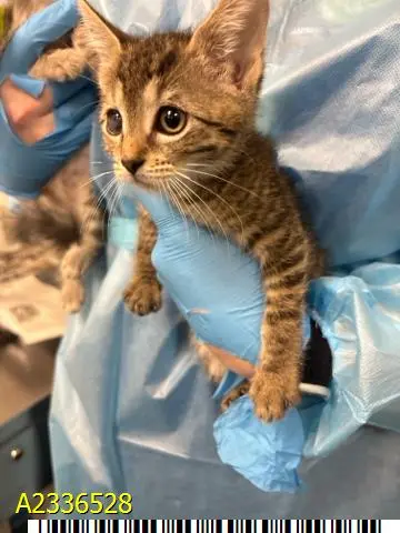 Meowscarda