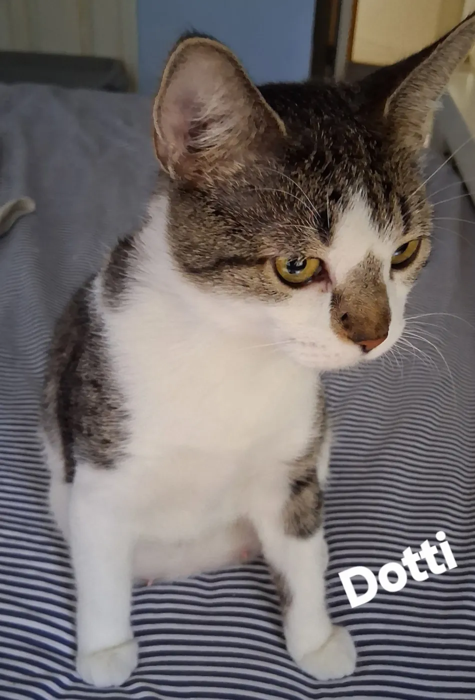 Dotti - Photo 1
