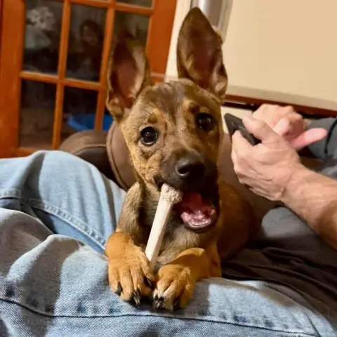 Cinnamon