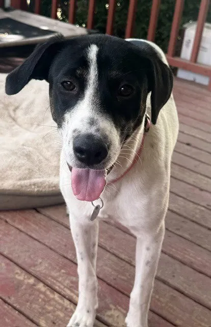 Patches - Photo 1