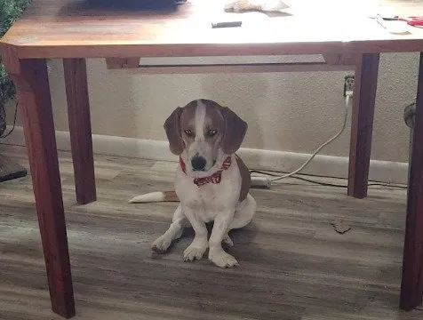 Penelope - Photo 1