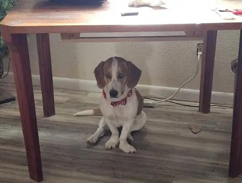 Penelope