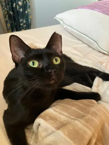 Lolita