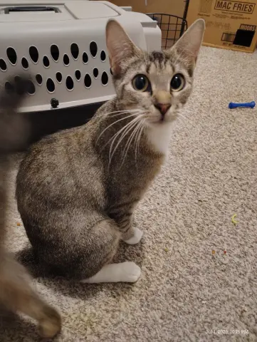 Juno