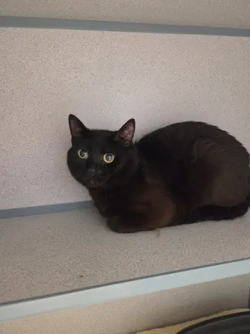 Melvin