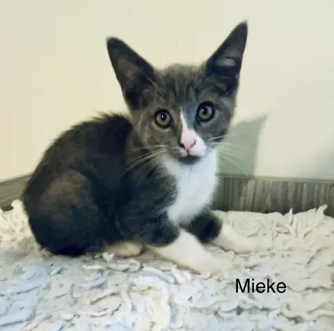 Mieke