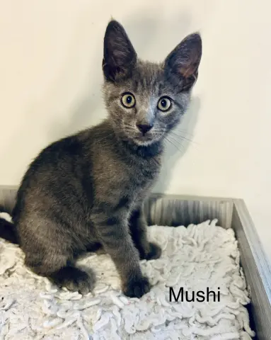 Mushi