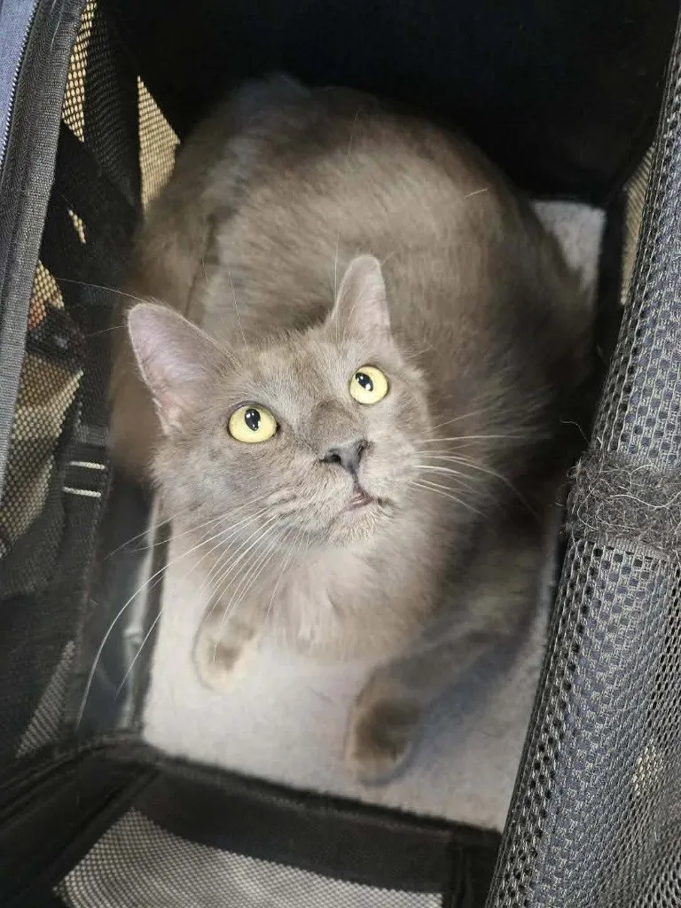 Little Fluff - Photo 1